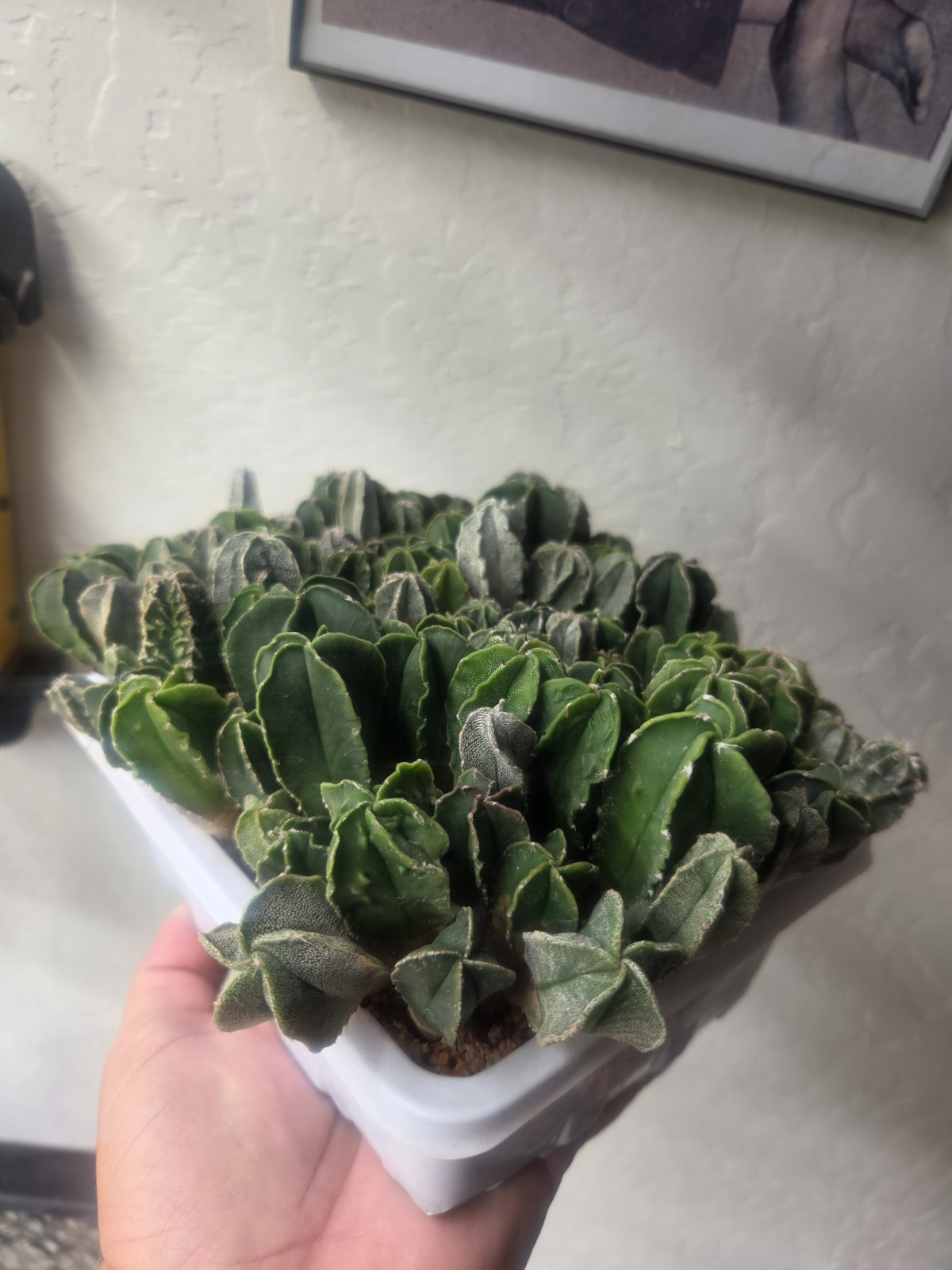 Astrophytum myriostigma hybrid mix – (Whole Tray)