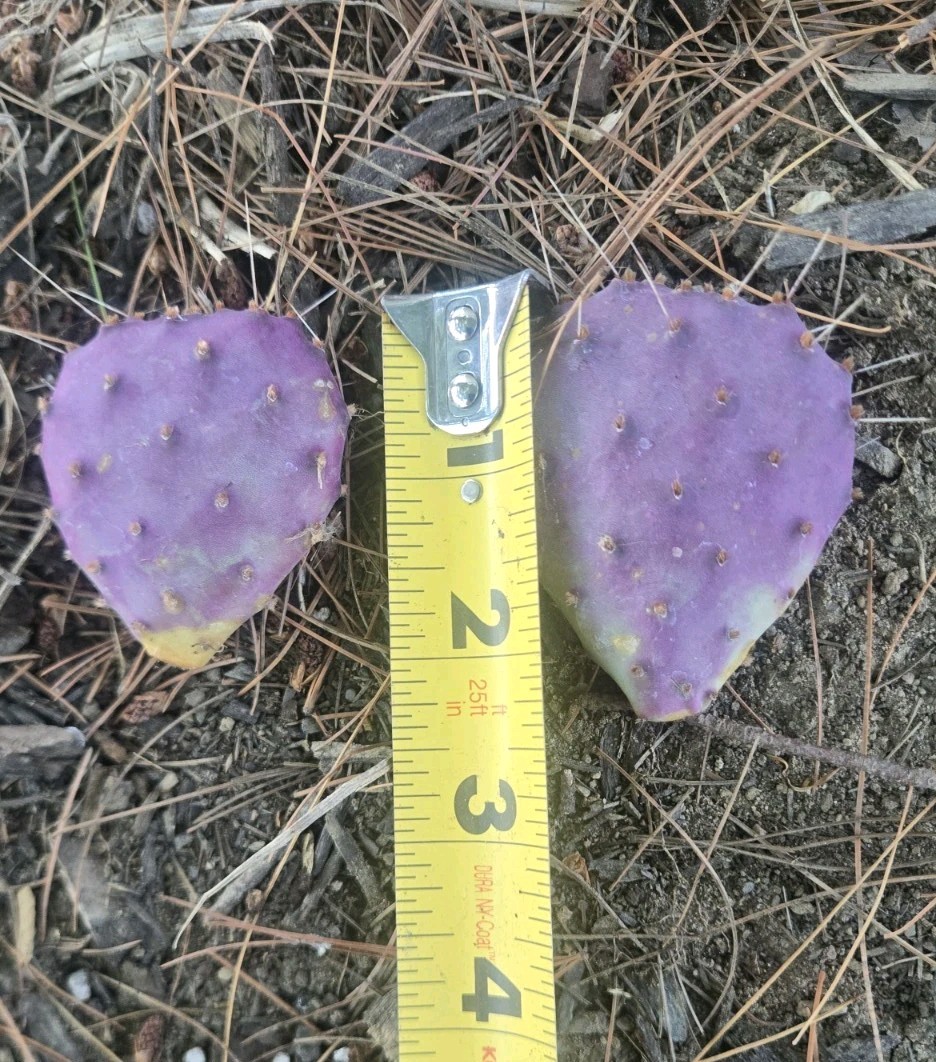 Live Santa Rita Purple Prickly Pear Cactus Pad Cutting (Opuntia santarita