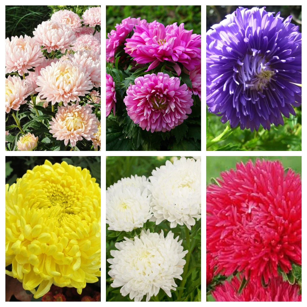 30 MIXED PAEONY ASTER Callistephus Peony Red Pink Blue Purple + Flower Seeds