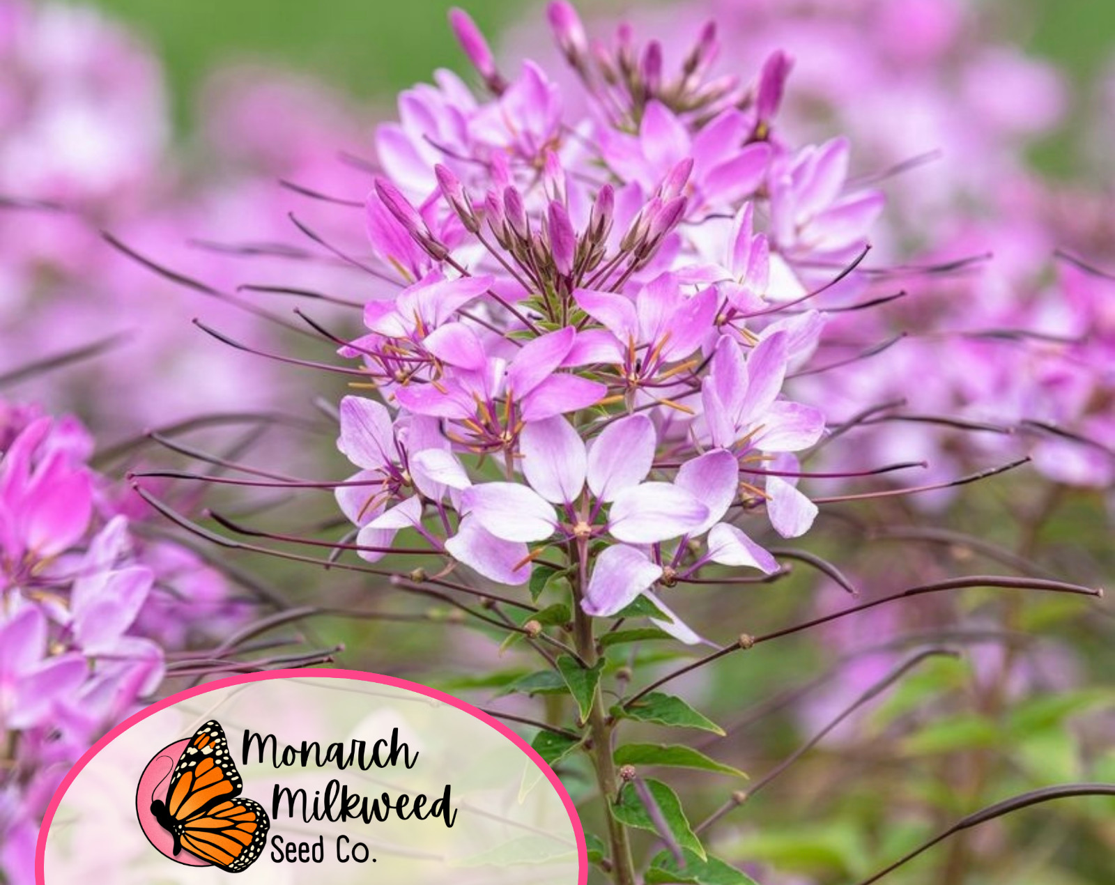 1100+ Spider Plant Seeds | Wildflower Pollinator Gardening, Cleome hassleriana