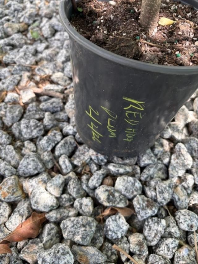 4 MO’s RED HOG PLUM LIVE CLONED ROOTED (SPONDIAS PURPUREA) RED MOMBIN/CIRUELA