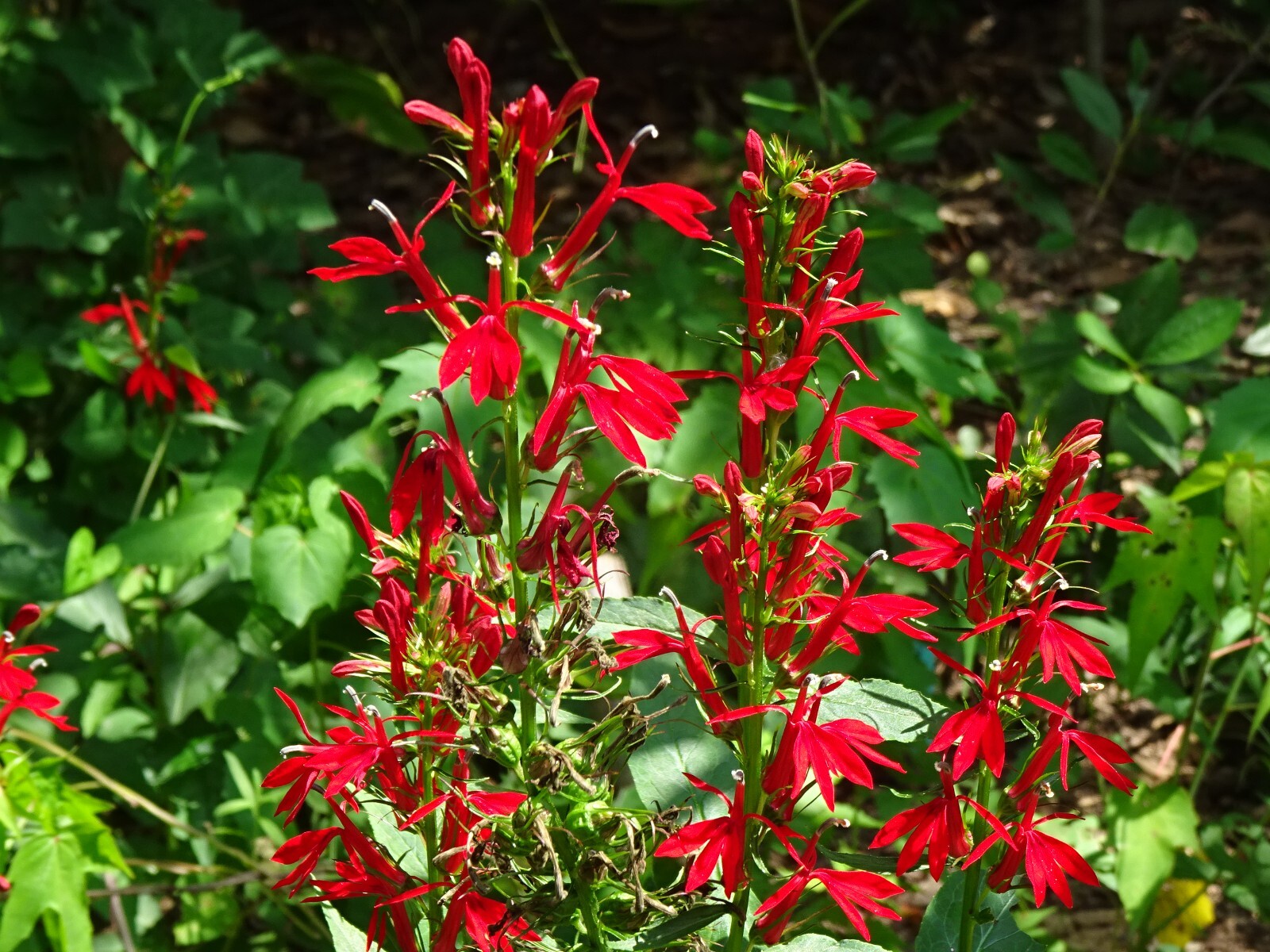 Cardinal Flower Lobelia Cardinalis Native for Hummingbirds 2000 seeds from 2023