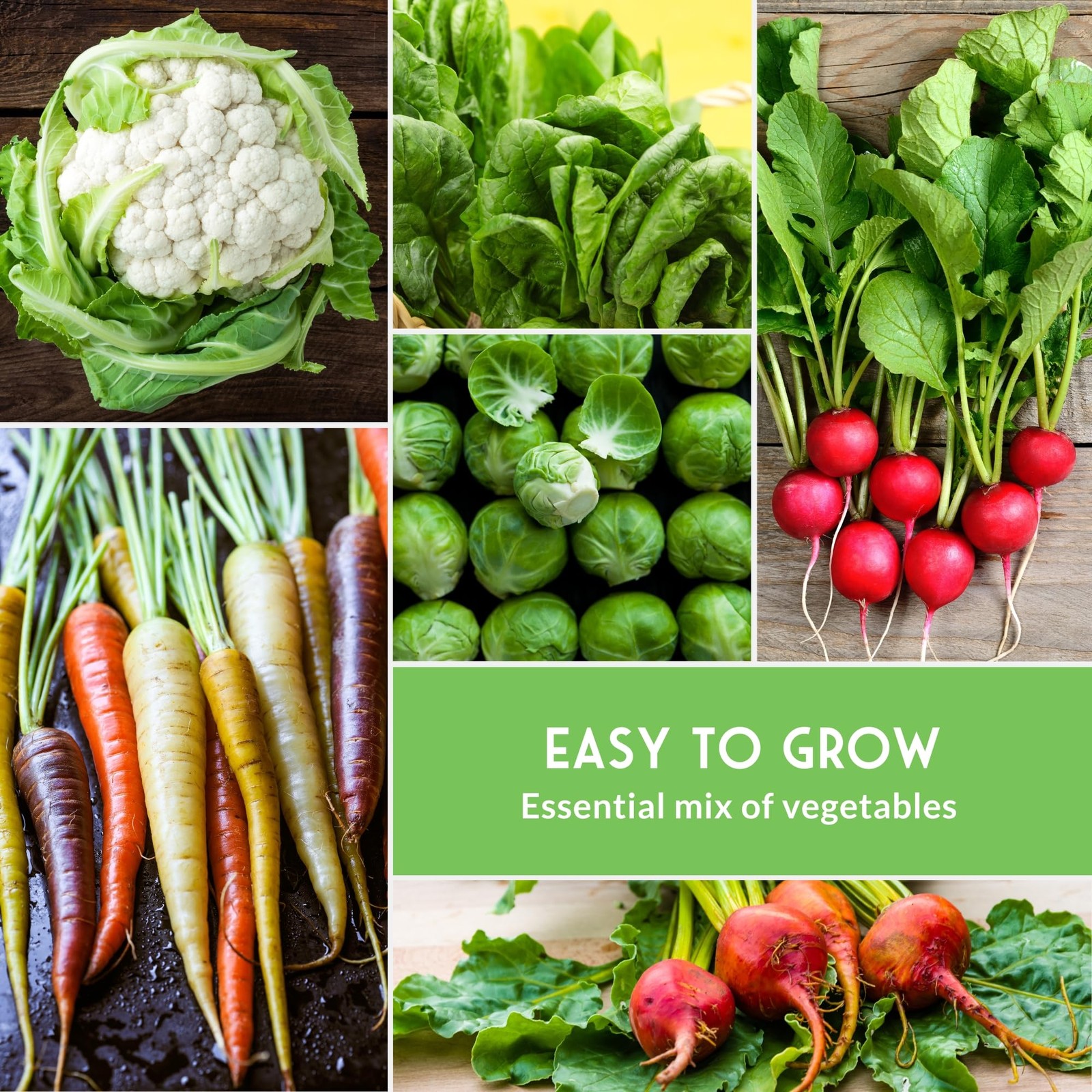 Fall & Winter Seeds 8 Packs Non-GMO Heirloom Vegetable Collection