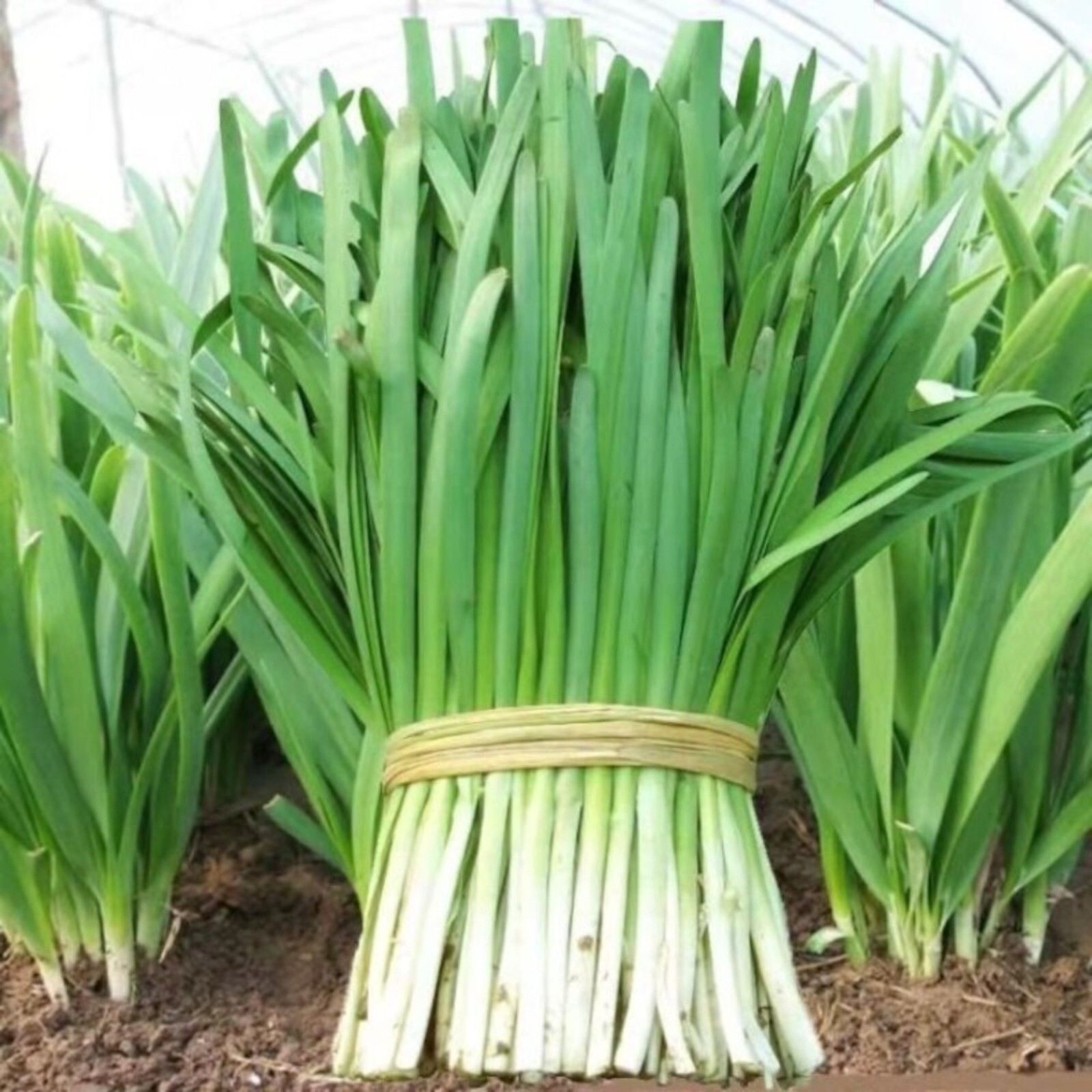 Garlic Chive Seeds – 500 Seeds – Non-GMO Heirloom Chinese Chives