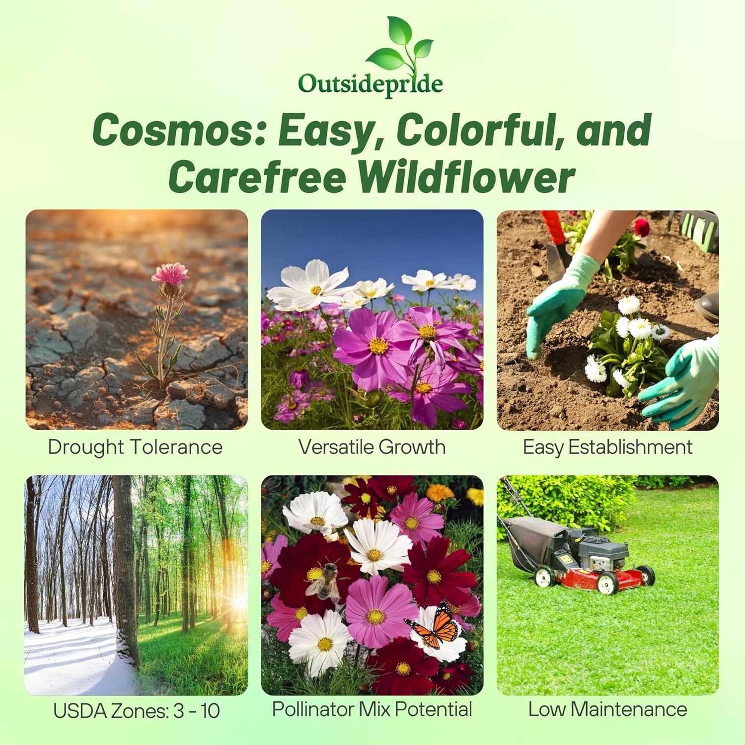 5 LBS Cosmos Seeds Mix AAS Winner | Bippanatus Garden Flower Seed Mix