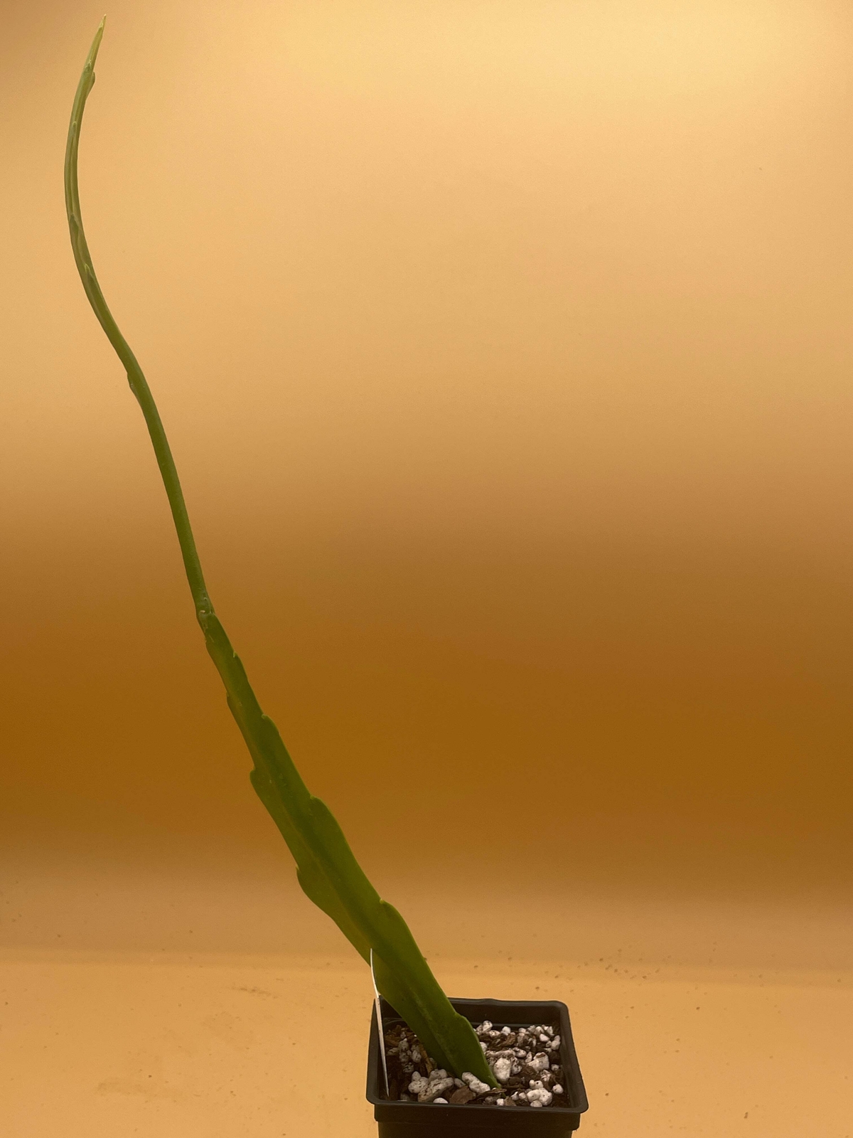 Epiphyllum Hybrid ‘Showboat’ Fully-Rooted Starter Pot