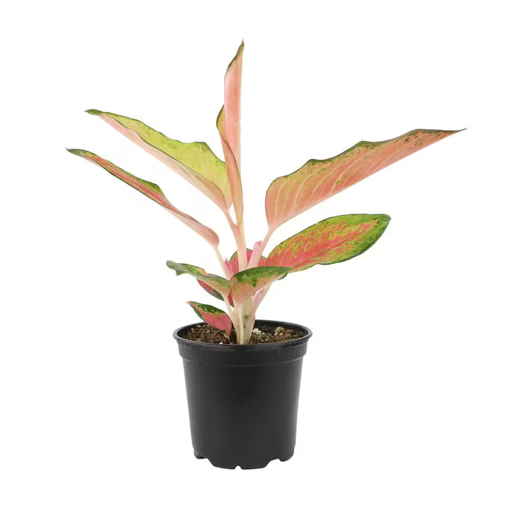 4.25 In. Red Chinese Evergreen Aglaonema China Red Live House Plant in Grower Po