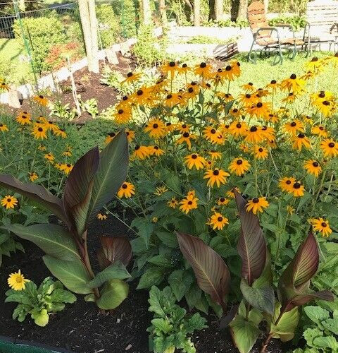 5 Black Eyed Susan Fresh perennials plant Bare Roots