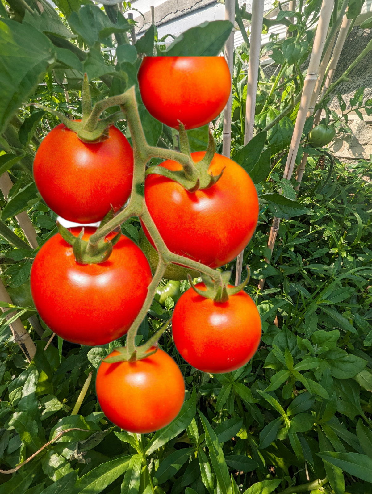 100 Red Currant Tomato Seeds