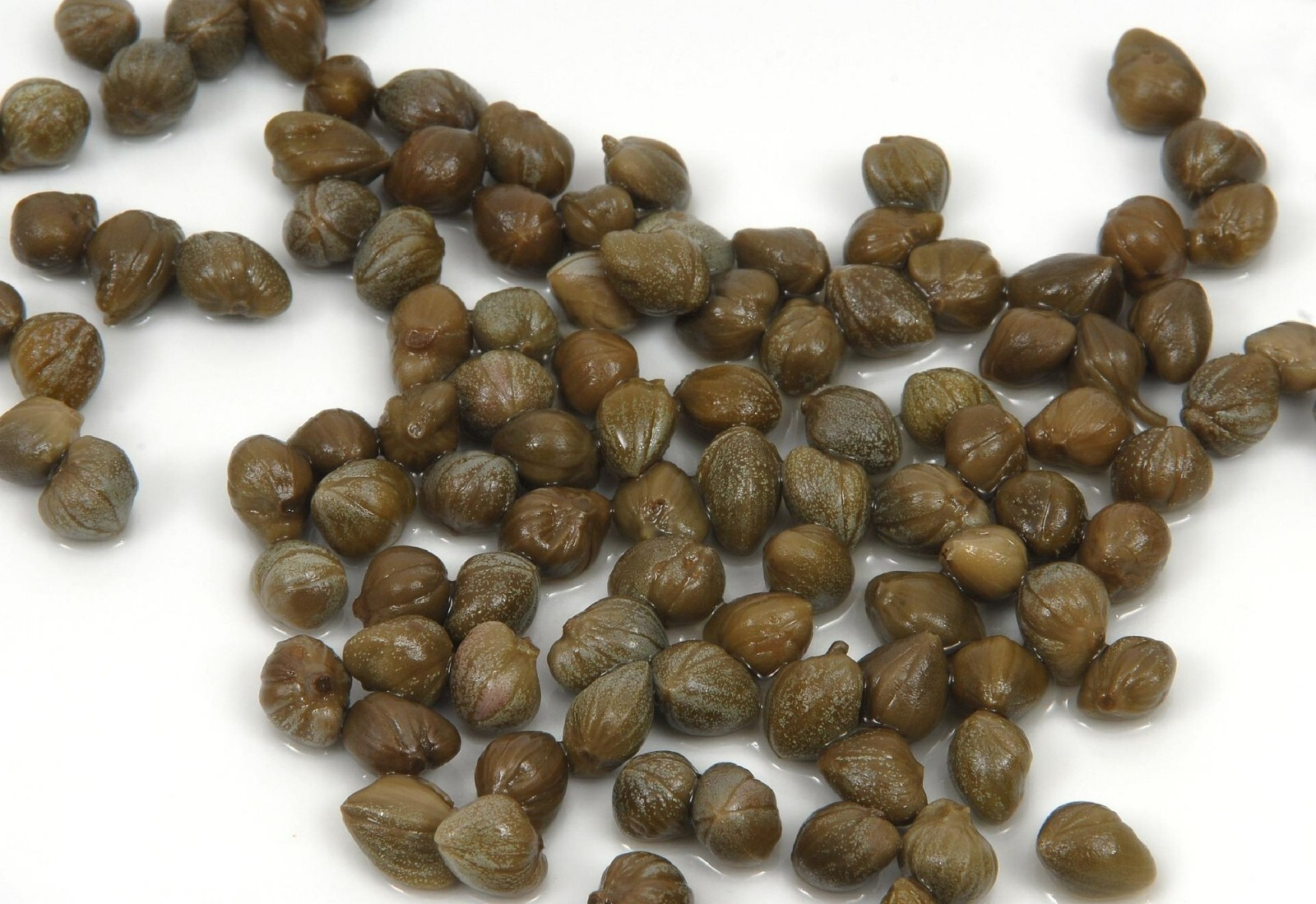 Caper Bush {Capparis Spinosa} | 25+ Seeds | Free US Shipping!