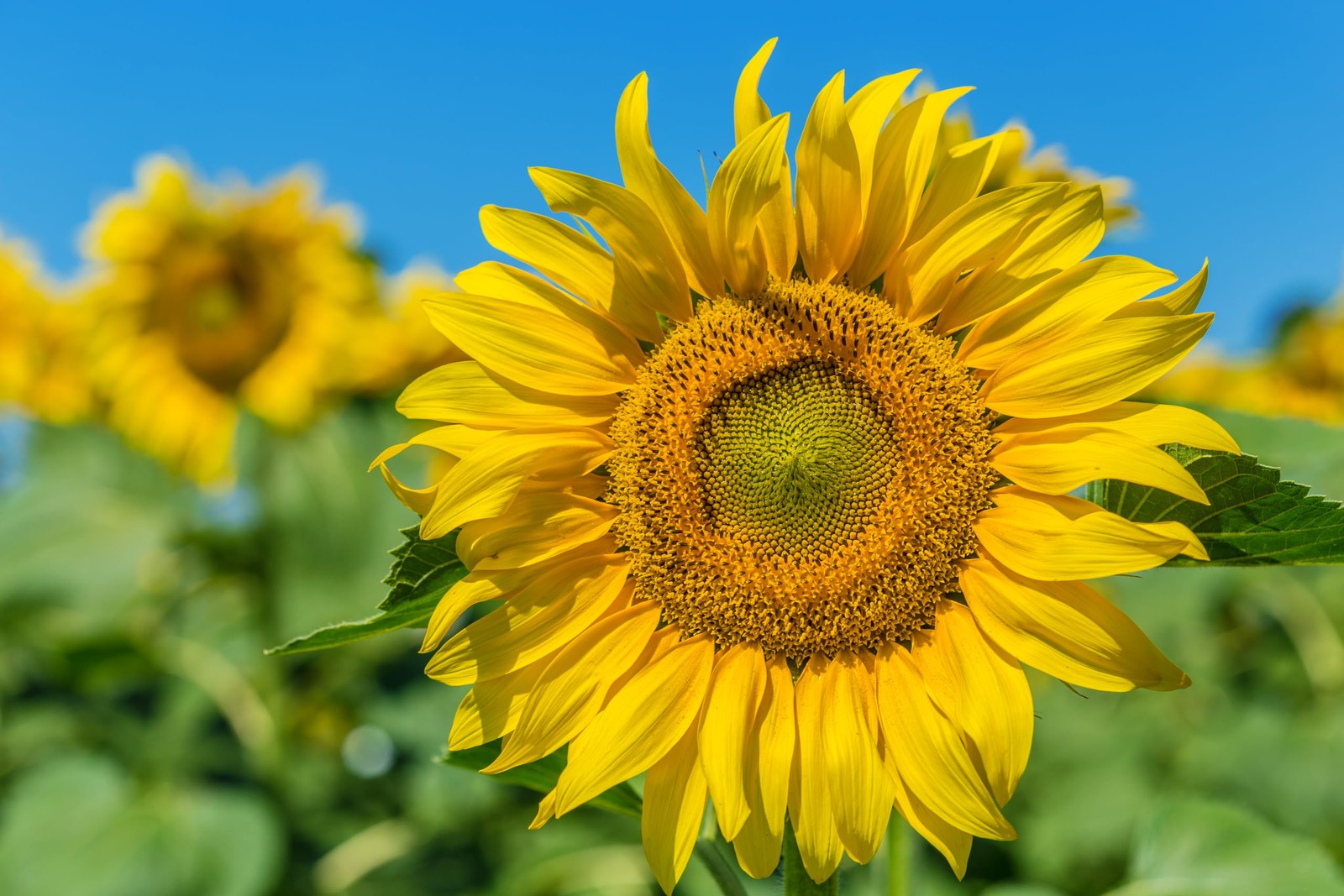 TKE Farms & Gardens – Mammoth Sunflower Seeds for Planting, 100+ Yellow