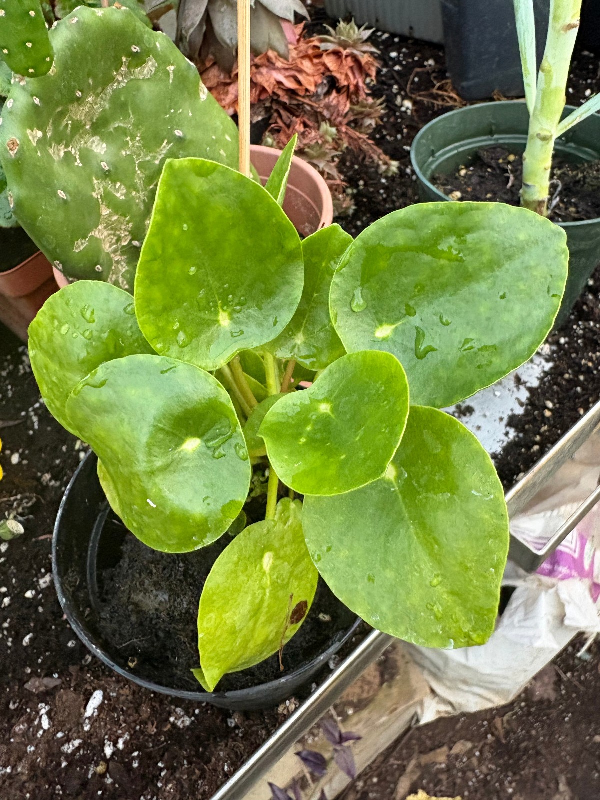 house plant / flying saucer plant