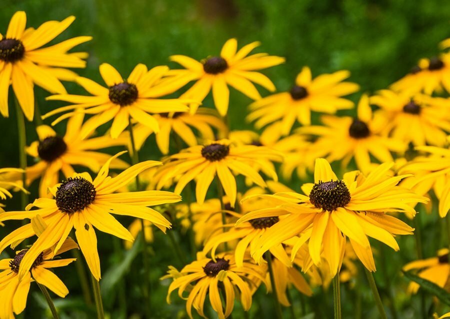 Black Eyed Susan Rudbeckia Seeds 2000+ Yellow Flower USA Seller FREE SHIPPING