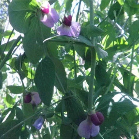 Austrian Winter Pea Seeds Non GMO Cover Crop Food Plot Grazing