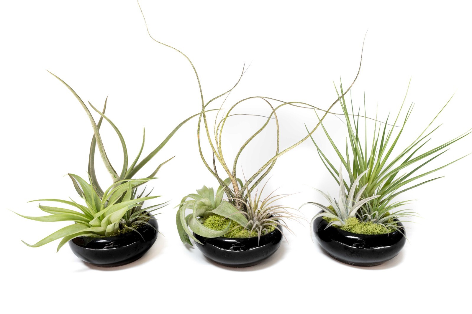 Fully Assembled Tillandsia Dish Garden in Black Glazed Container- Wholesale Bulk