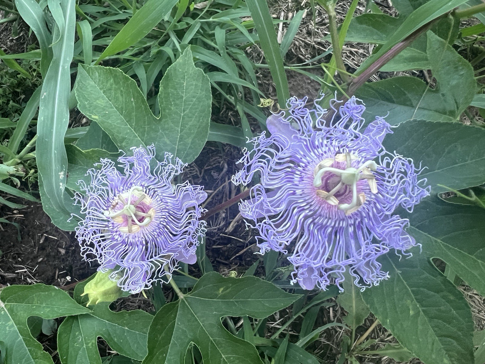 Maypop Passion Flower Plant Passiflora Incarnata, Live, 6-8 Inch Height, 4″ Pot