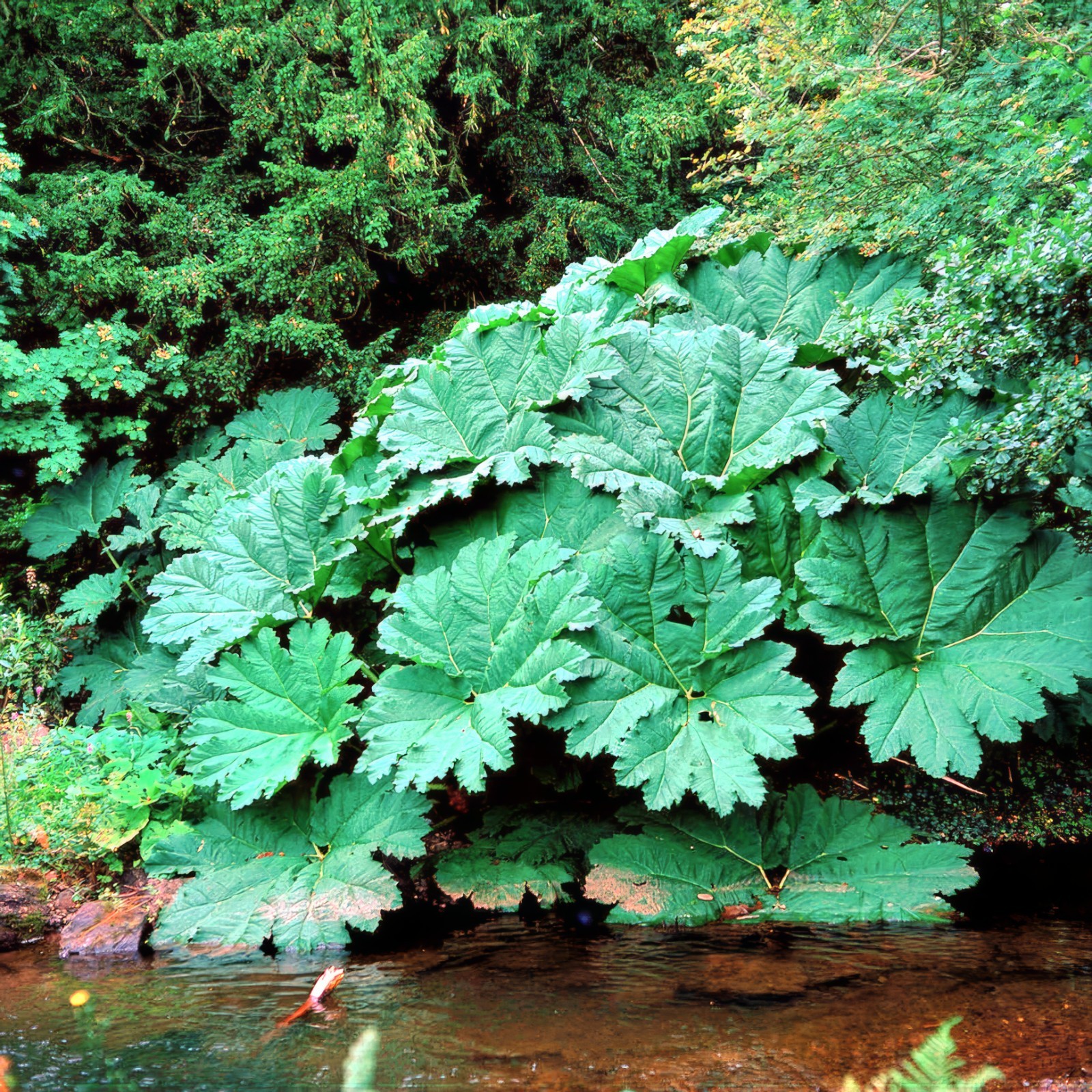 GUNNERA MANICATA SEEDS “Dinosaur Food” Giant Hardy Exotic Flower Plant RARE!