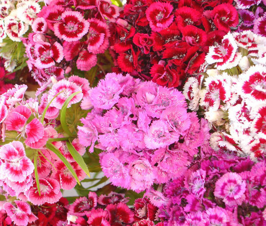 SWEET WILLIAM Dianthus Barbatus – 10,000 Bulk Seeds