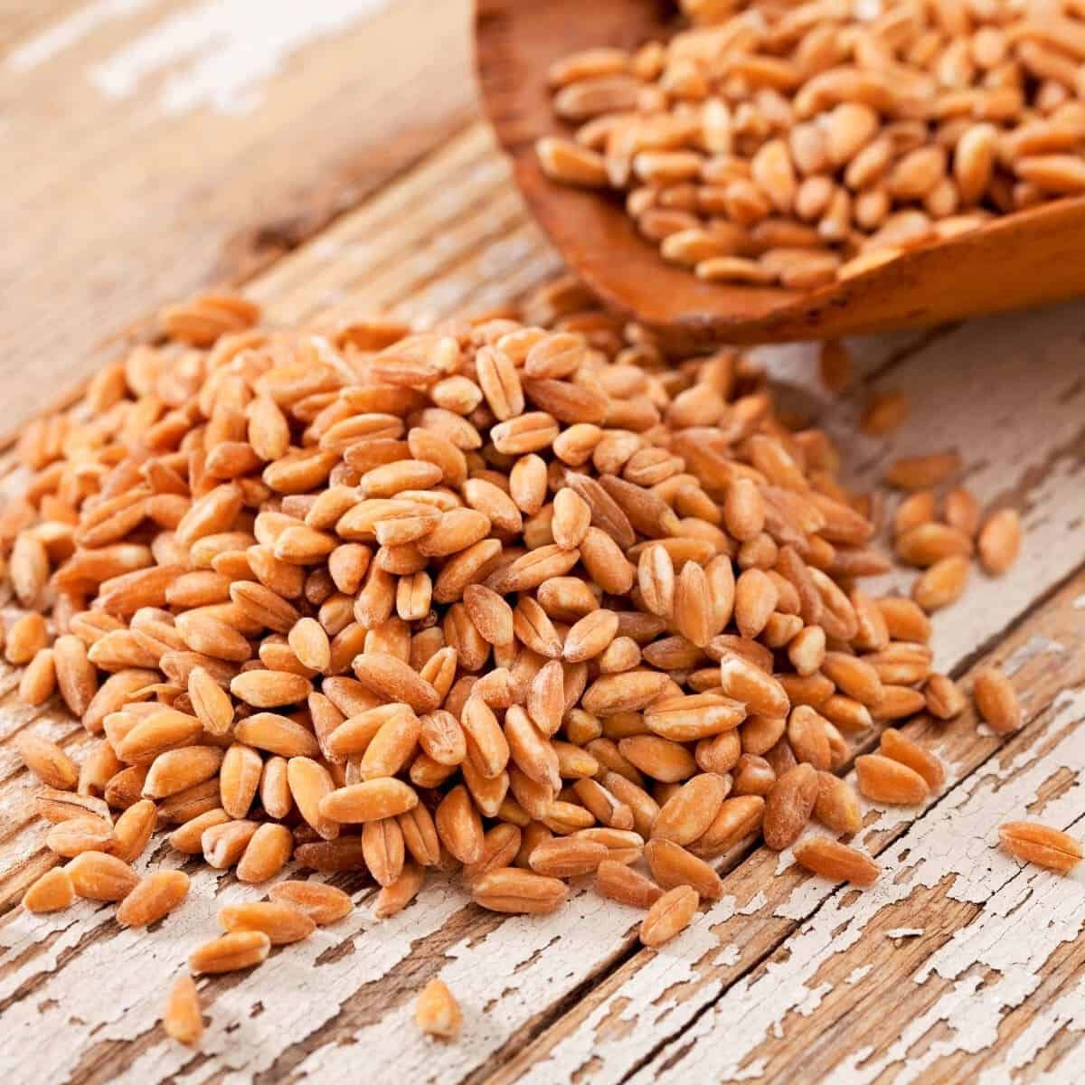 Organic Emmer Farro Seeds (200) / ANCIENT WHEAT / GRAIN / EXTREMELY RARE