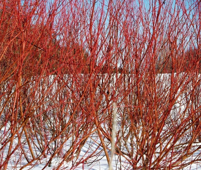 2 Live Red Twig Dogwood Plant – 6–12” Tall – 2.5” Pot – Deciduous Shrub