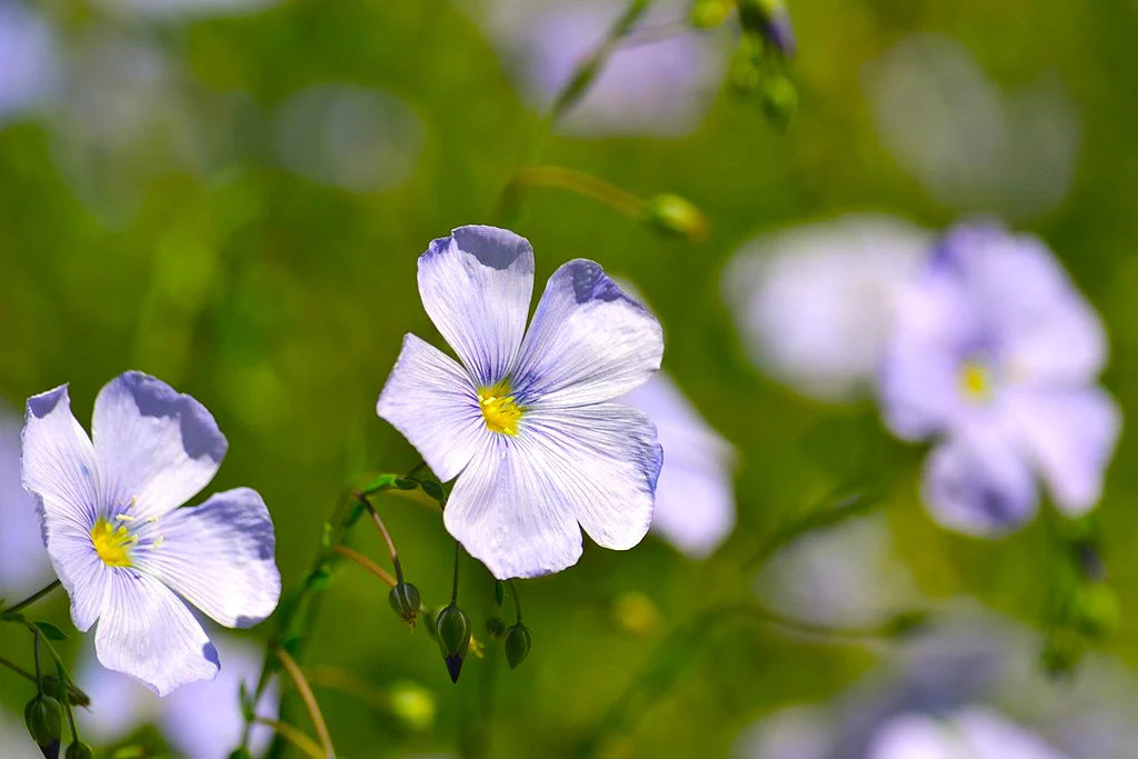 Blue Flax Seeds | Linus Perenne Wild Lewis Perennial Wildflower Flower Seed 2025