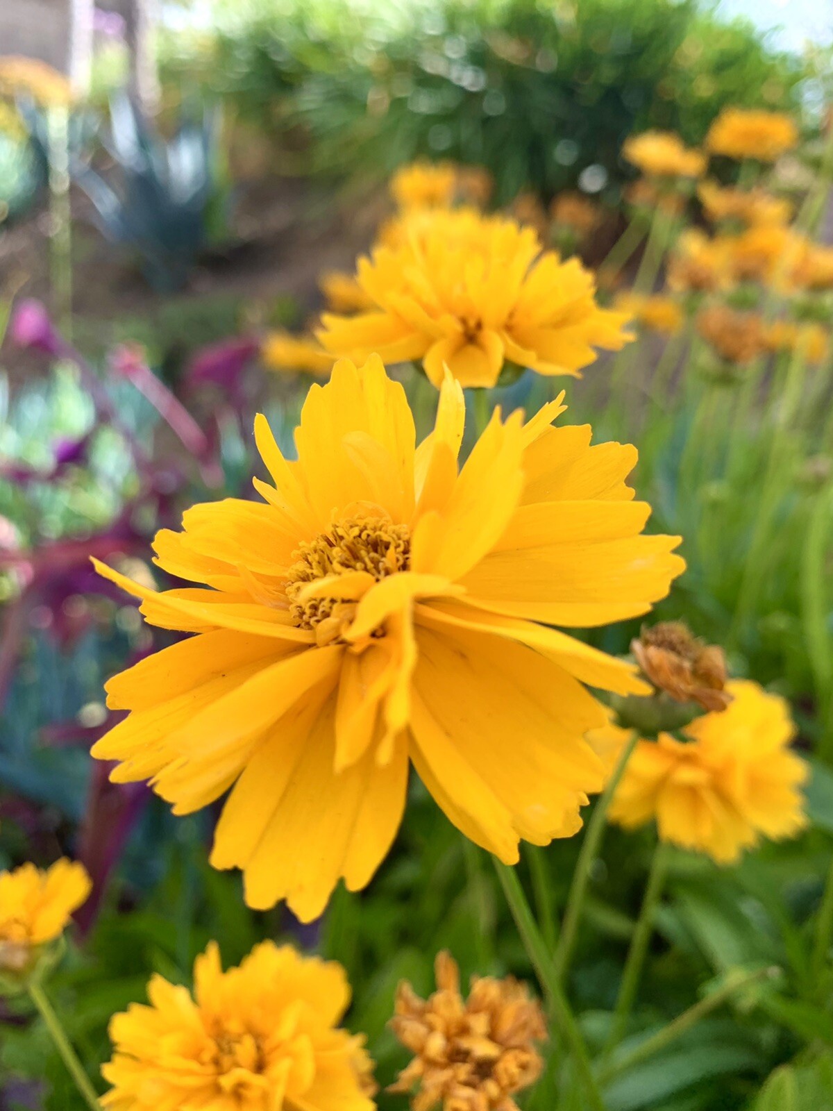 Large-Flowered Tickseed, Coreopsis Grandiflora – 100 Seeds 2025 – USA seller