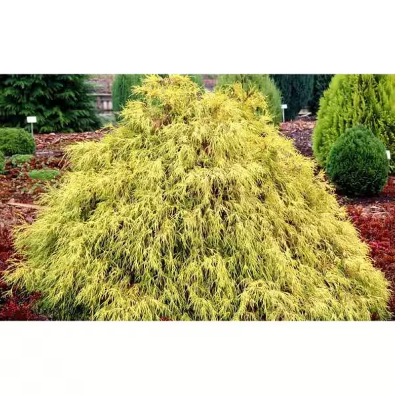 1 Gal. Kings Gold Threadbranch Cypress Shrub Brings Rich, Permanent Color to Any