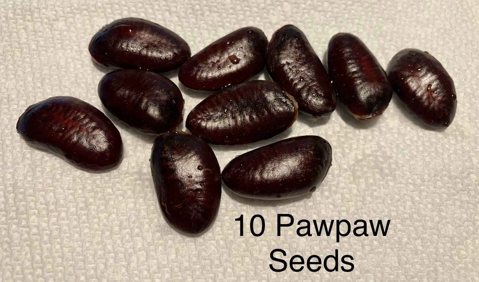 10 Fresh Organically Grown Pawpaw Seeds~Harvested Fall 2025~Moist Chilled