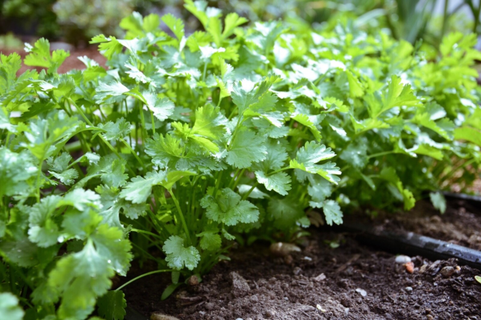 100+ Fresh Cilantro/Coriander Seeds, Organic NonGMO | 2026 USA Seller 🇺🇸