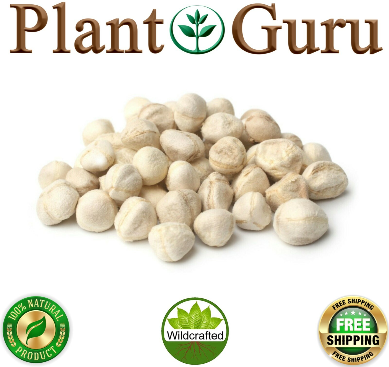 Moringa Oleifera Seeds 1 oz. Each WINGLESS & SHELLED Fresh Semillas De Moringa
