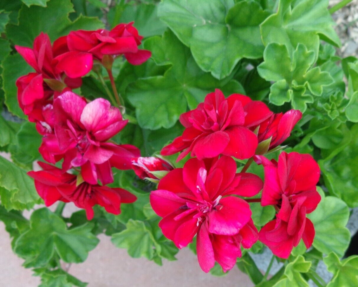 ROSE RED PELARGONIUM PELTATUM IVY GERANIUM LIVE PLANT 3 X 5″ STARTER CUTTINGS