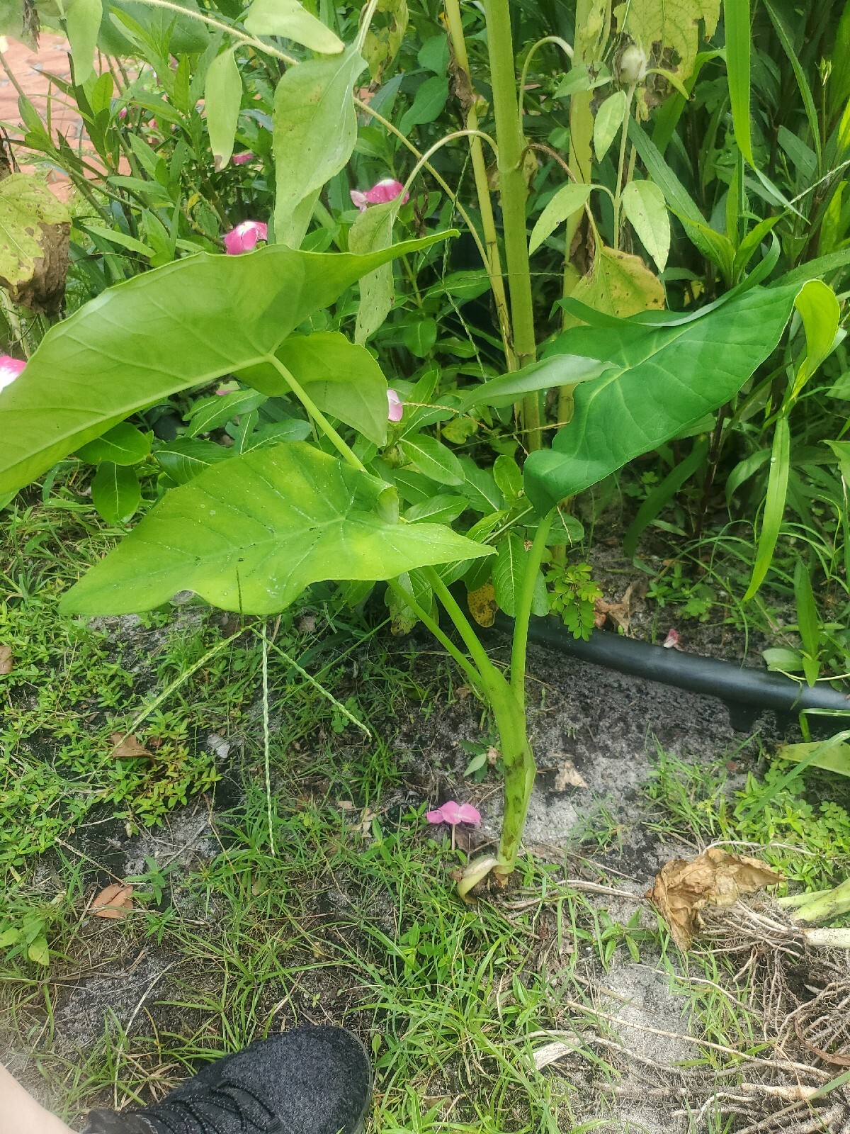 5 Elephant Ear Live Plants Tropical Alocasia Colocasia