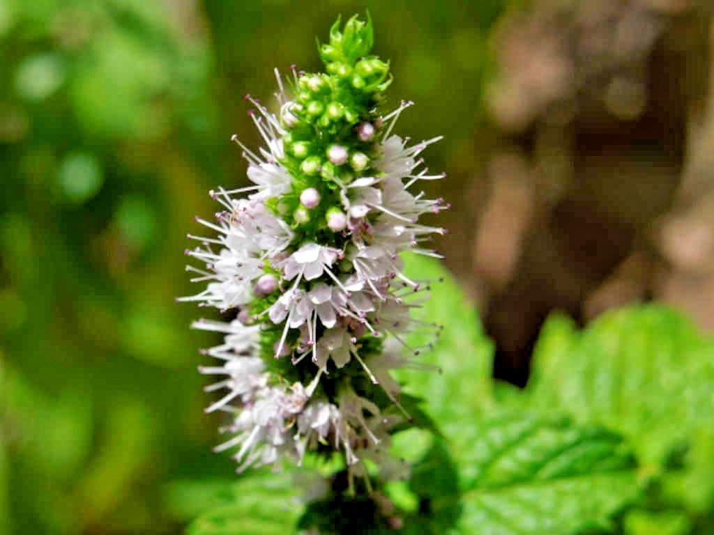 300+SPEARMINT Seeds Organic Herb Mint Tea Patio Container Vegetable Garden Easy