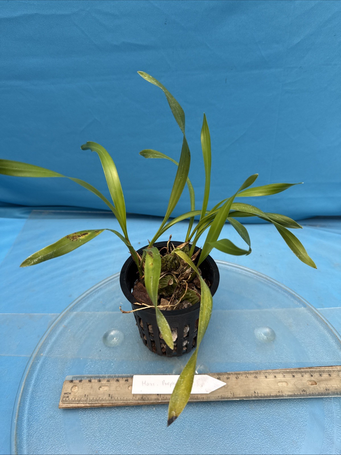 Maxillaria porphyrostele Yellow Black Orchid Species New Growths 4” Fresh RePot