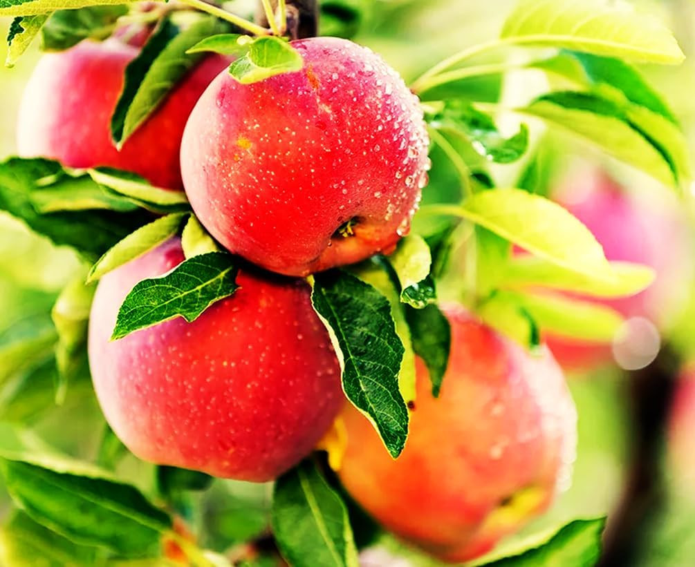 100 pcs Apple Tree Seeds Honey Crisp Honey Crunch Pomme Pommier Fruit Plant B…