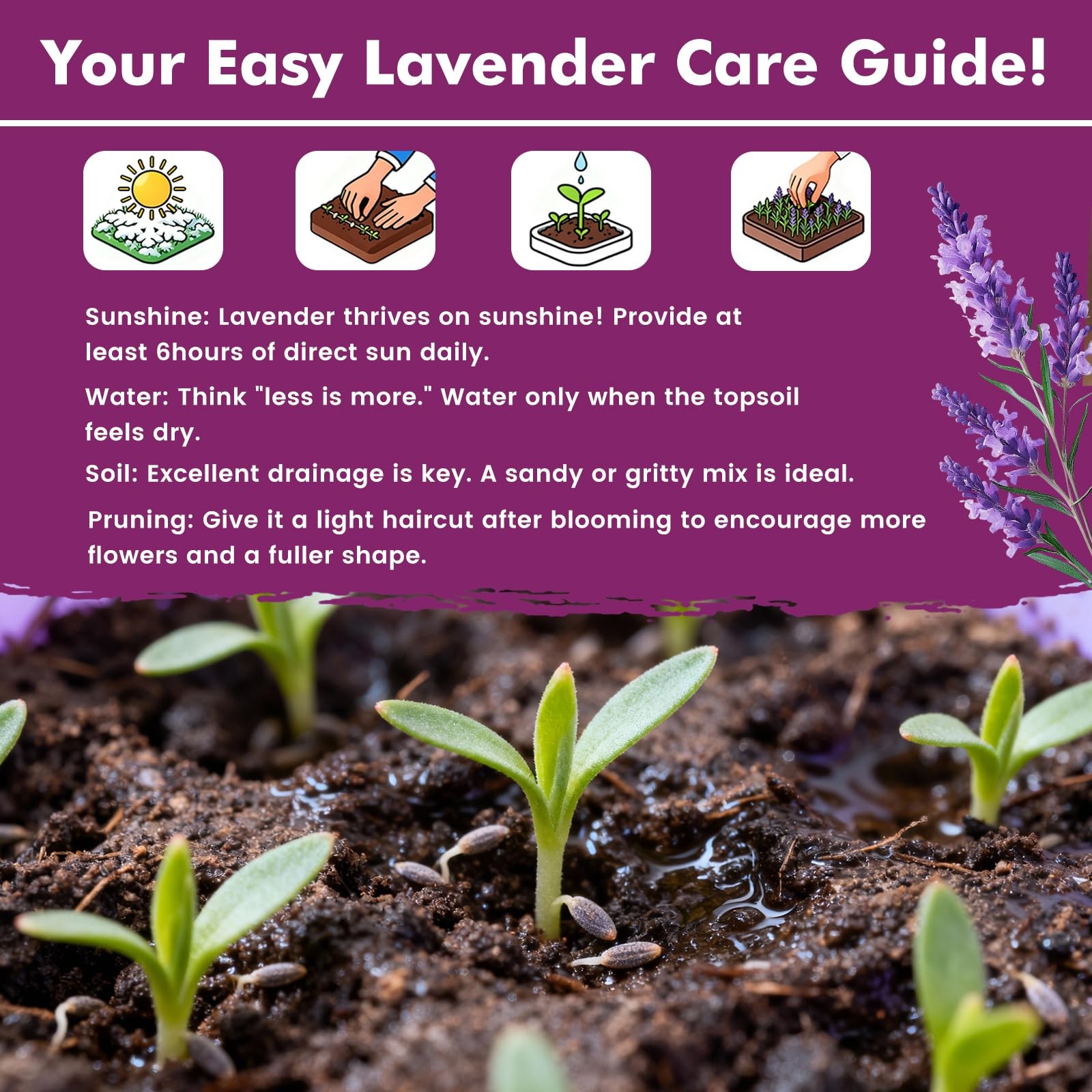 PLANTMEW Lavender Seeds for Planting, English 0.7 Ounce Pouch, purple