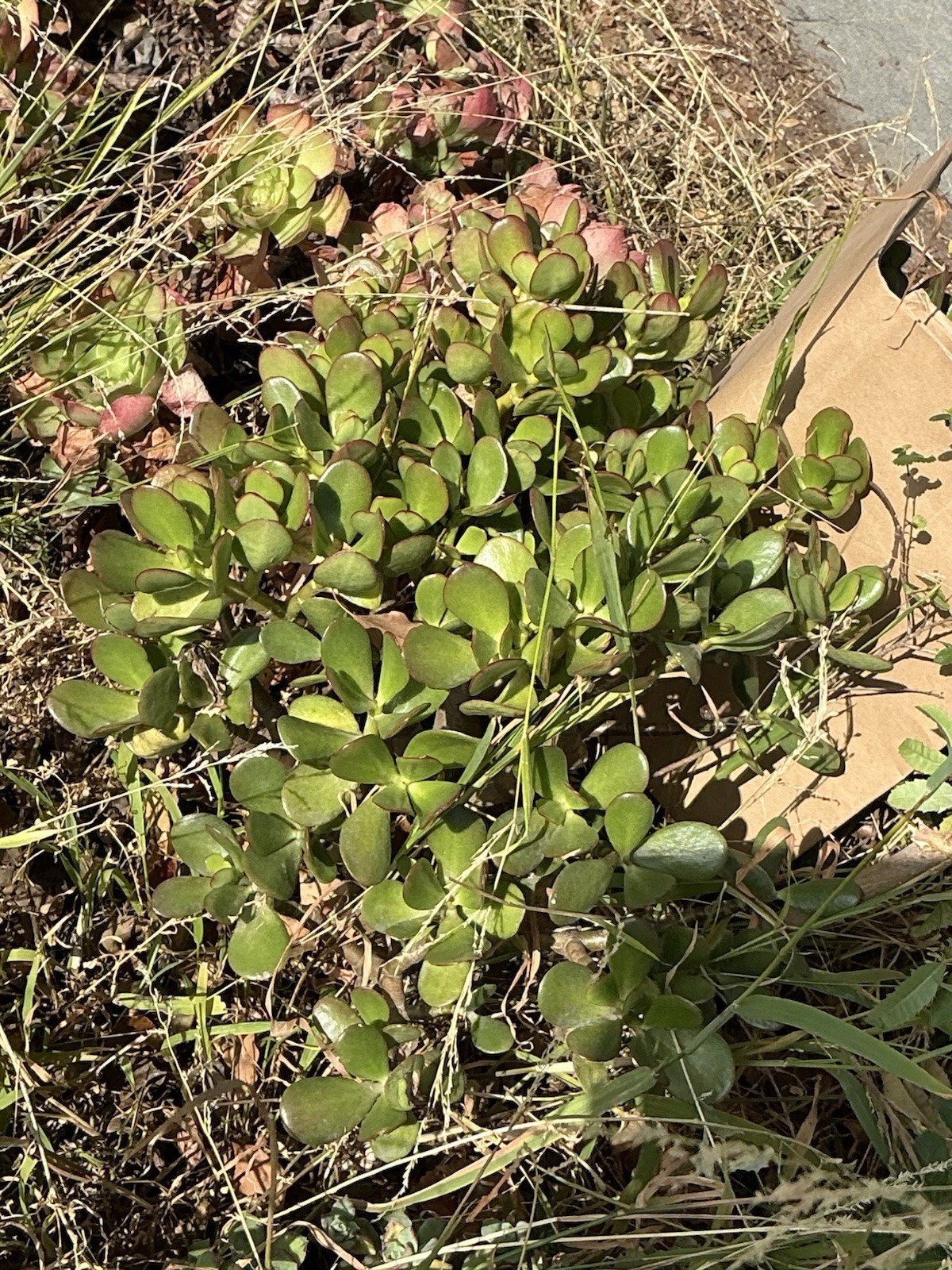 healthy jade plant with roots, Around 18” tall, rooted