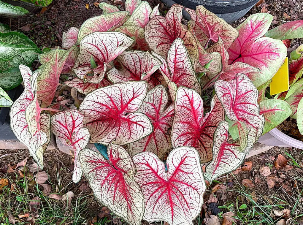 Caladium ‘Southern Charm’ – Size #2 Bulbs (4 Bulbs, 1-1.5″) – For Sun or Shade