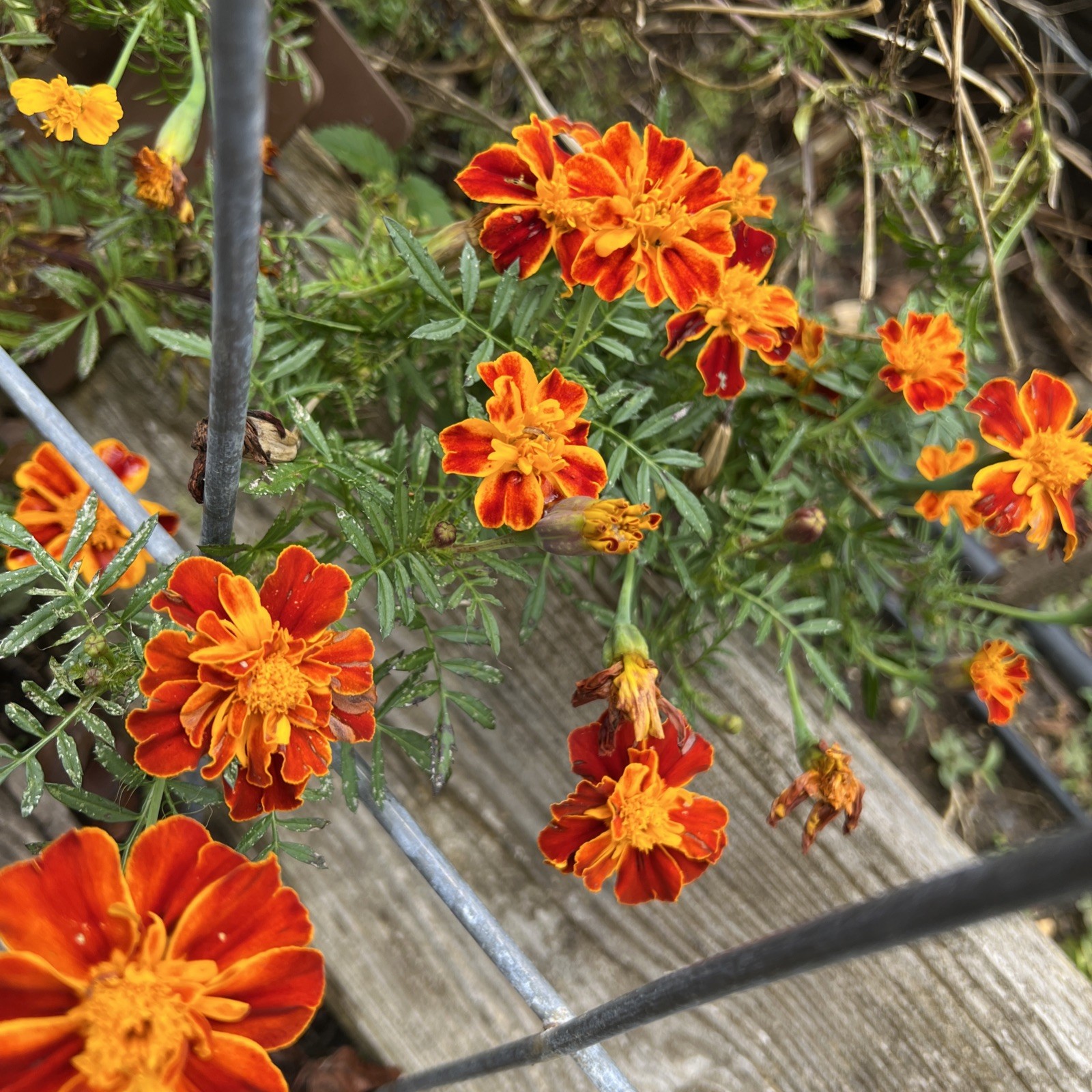Beautiful Marigold SEEDS flower GARDEN annuals Orange Yellow 1000 seeds