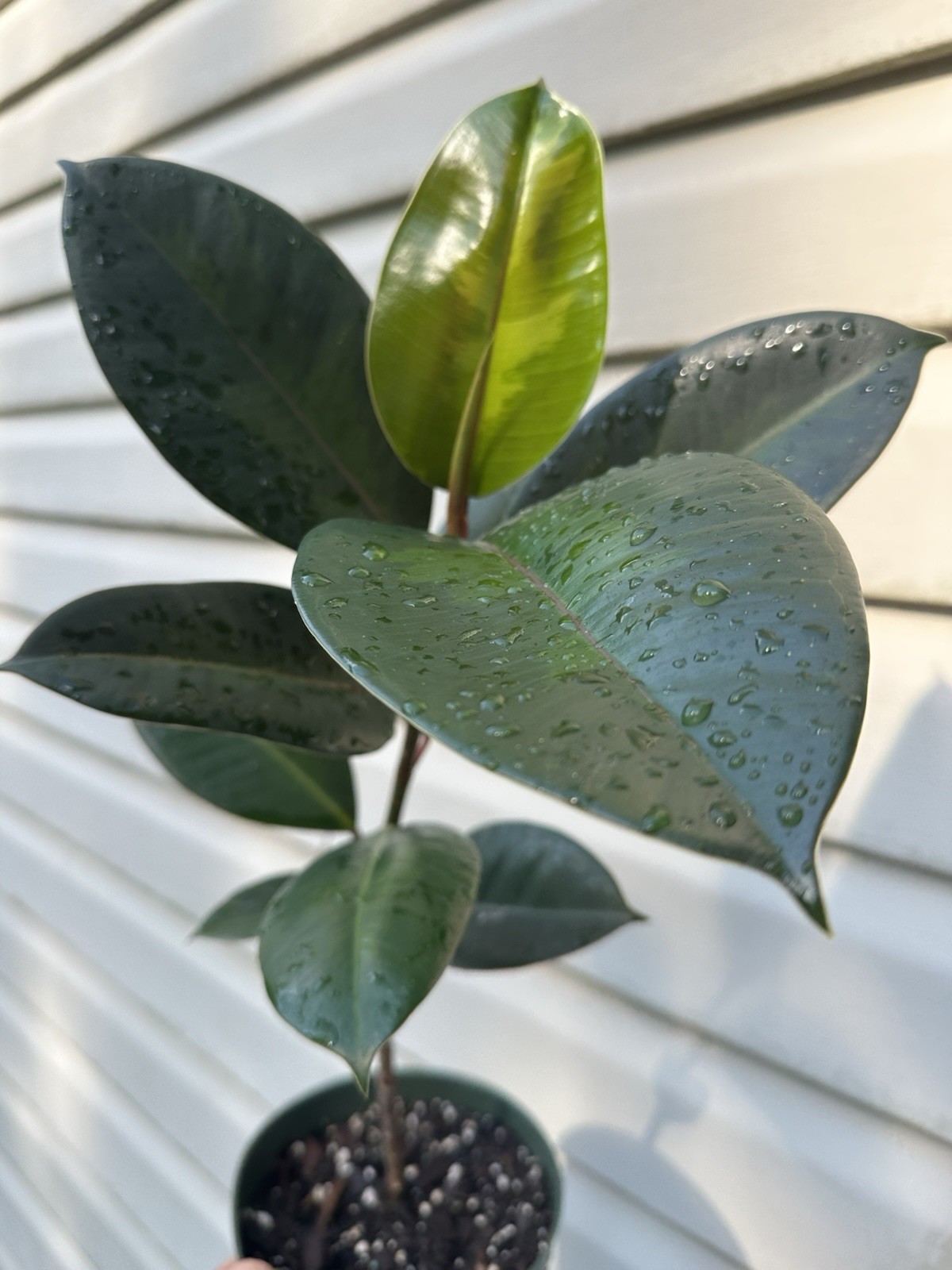 FICUS Mutation In 8” Pot