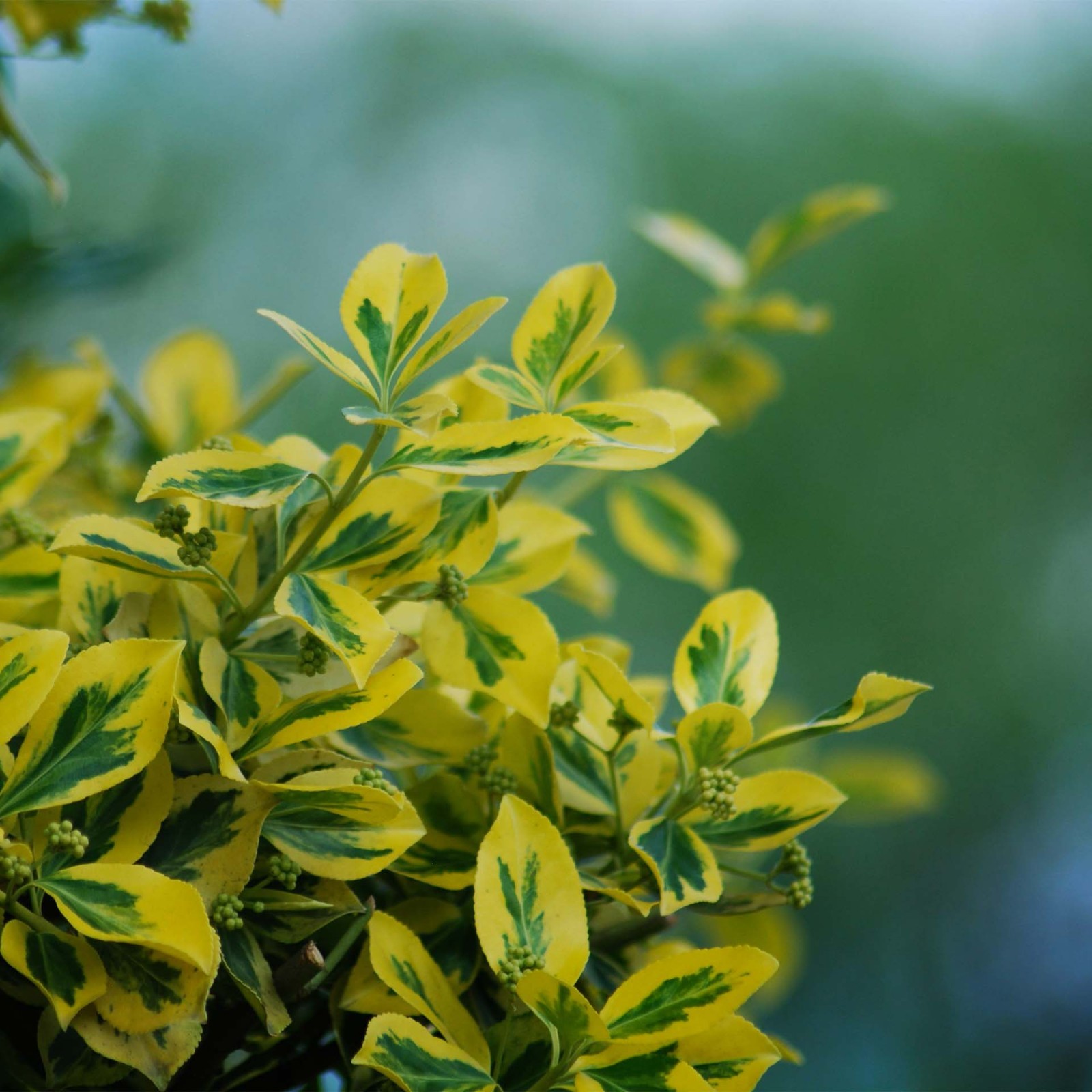 Green ‘n Gold Euonymus in 3.5” Nursery Cubes, Euonymus fortunei ‘Emerald ‘n Gold