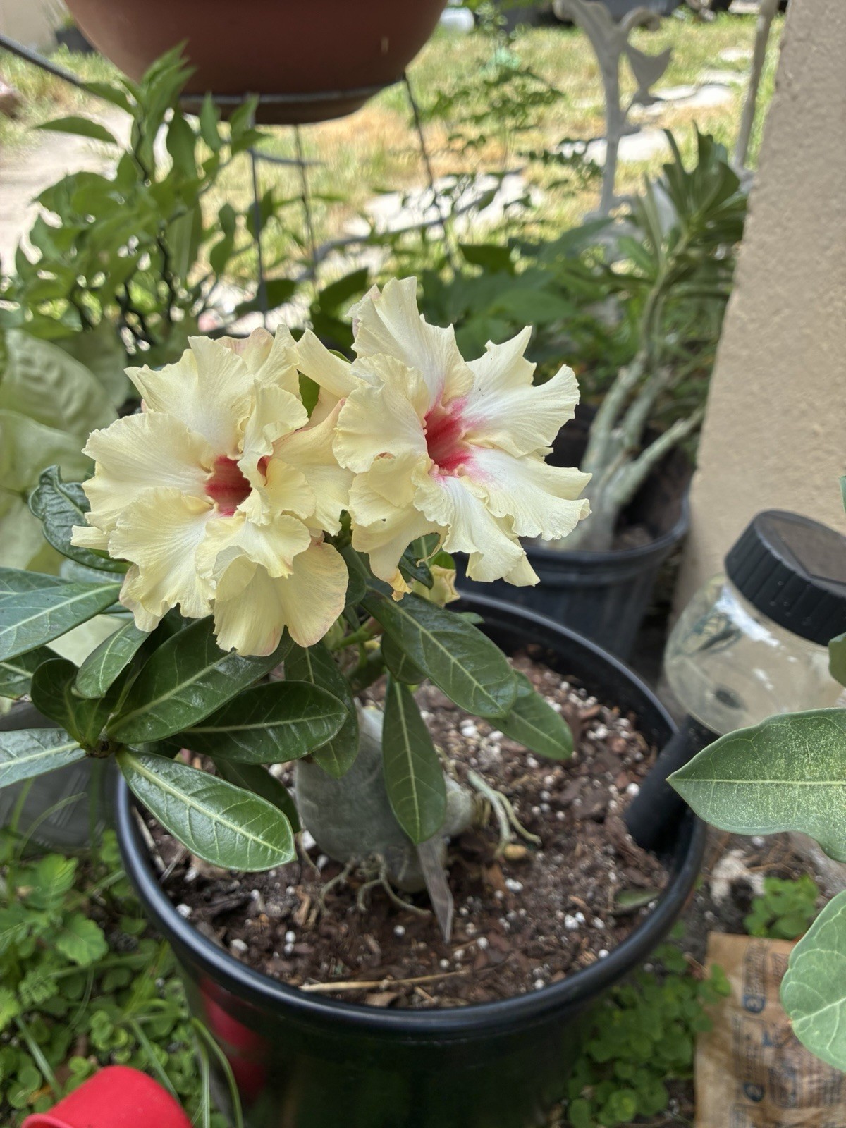 Beautiful Desert Rose Live Plant With Exotic Color Double Petal For Bonsái