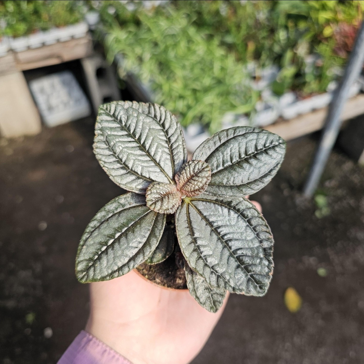 Pilea involucrata Moon Valley | Friendship Plant | 2in pot