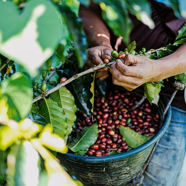Guatamalan Coffee Bean Tree Seeds (25) / Acatenango Finca Santa Margarita / RARE