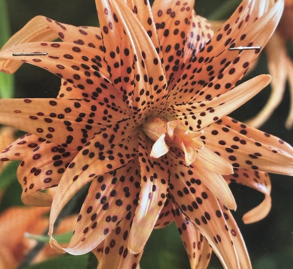 Lilium Lancifolium Double Tiger Lily Orange & Black 1 Live 2″ Flower Plant Bulb