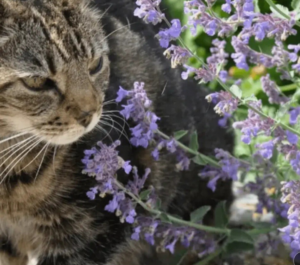 Catnip Seeds, Nepeta Cataria