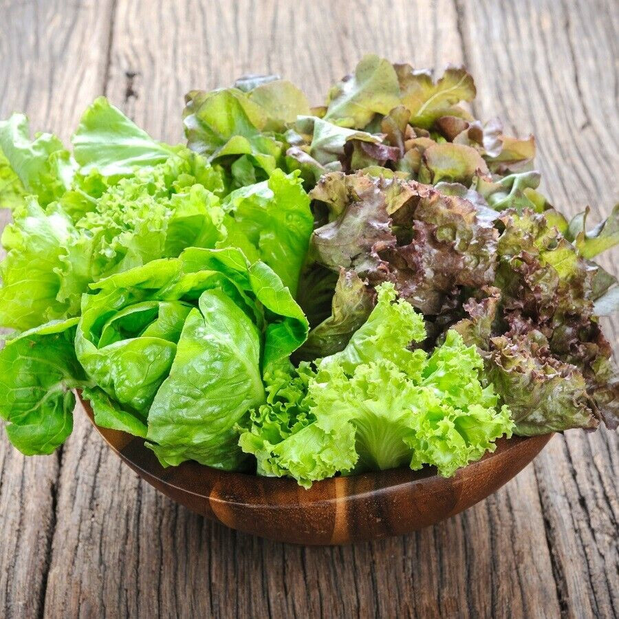 MESCLUN MIX LEAF LETTUCE 800 SEEDS FRESH FOR 2024 GARDENS
