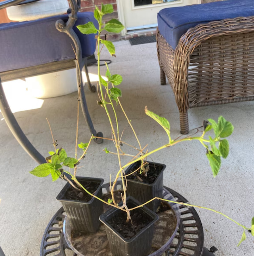 New Gold Lantana Live Plant – 4 Inch Pot – Fully Rooted Groundcover Perennial