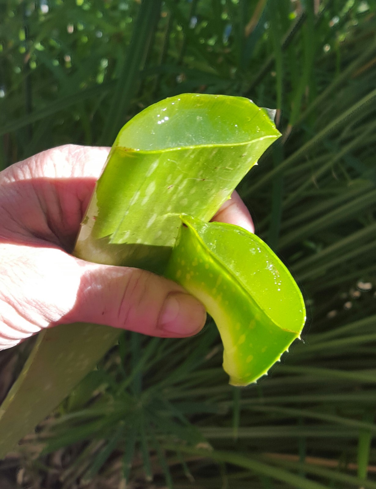 LOT 8-9 MEDICINAL ALOE VERA PLANTS ~ FAT AND HEALTHY! 7″ Tall~Organic /AZsierra