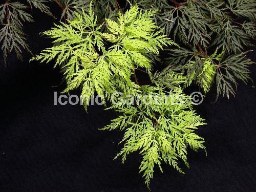 Rare Japanese maple cultivar 5yr ‘Emerald Lace’